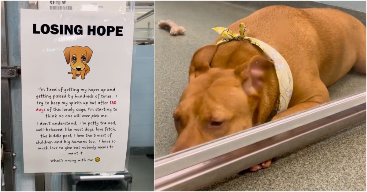 Cheery Shelter Dog Loses Hope And Shuts Down, Staff Affixes Sign To Kennel thumbnail