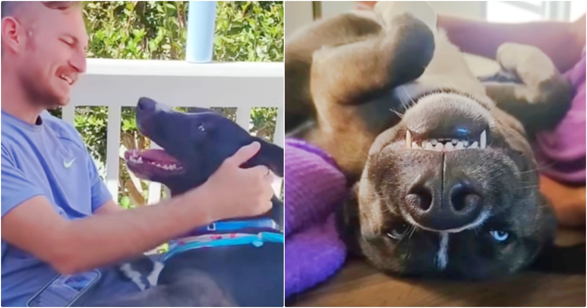 Grateful Dog Wakes Up Each Morning To A Roof Over His Head And Full Tummy