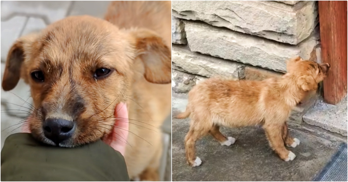 Stray Puppy Trailed Couple For Miles And Stops At Their Front Door