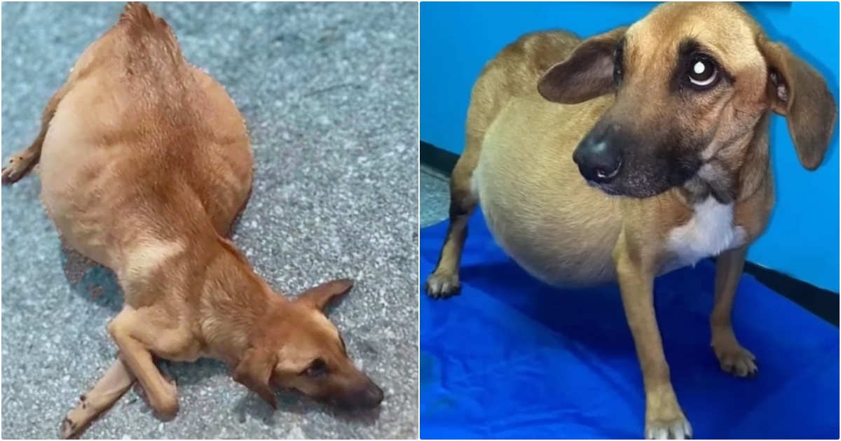 Dog Thrown From Truck For Expecting Puppies Isn’t Pregnant