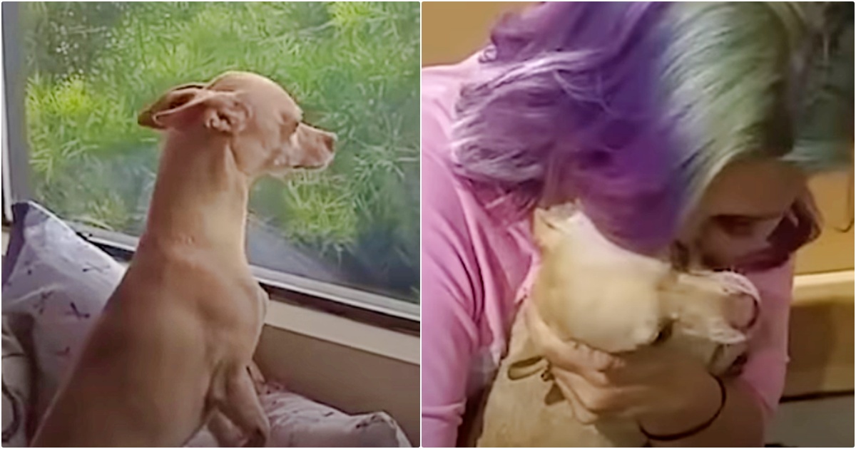 Dog Runs From New Home To See The Woman Who Held His Heart