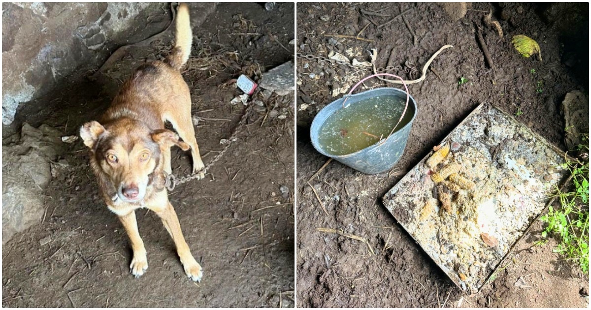 Dog Chained In Cave With Filthy Water And Rotten Food Found By Workers