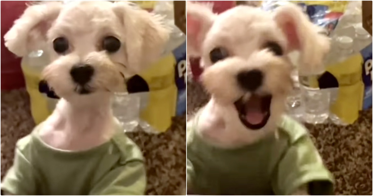 Woman Says “Hey” To Puppy When He Comes Over, And He Says It Back