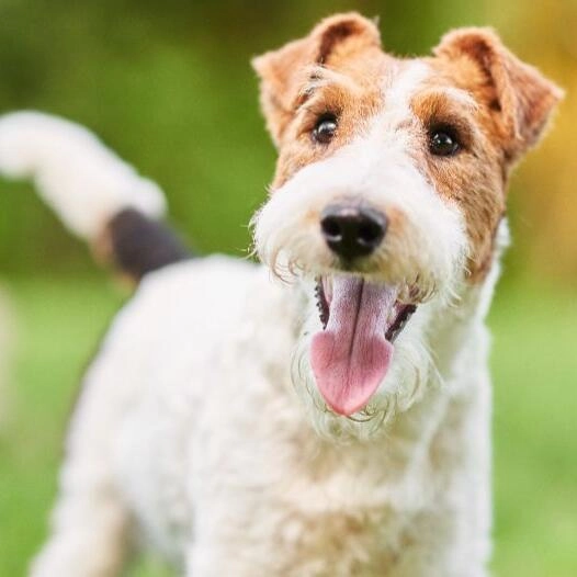 Cost of a Wirehaired Fox Terrier Puppy by US Region [2024]