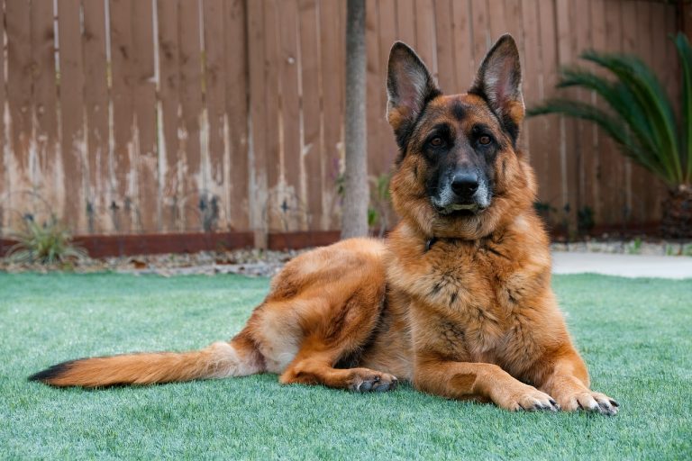 german-shepherd-dog-4459518_1280-768x512 (1)