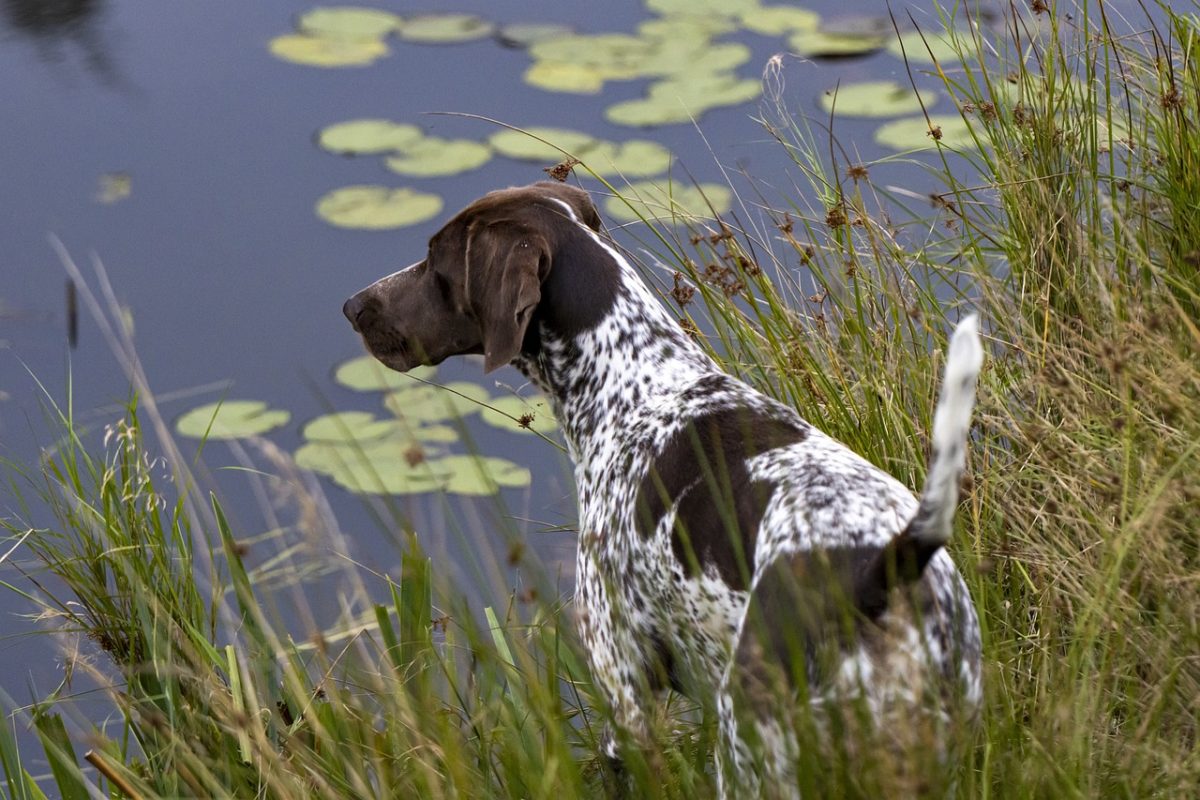 German Shorthaired Pointer alert stance showing energetic outdoor personality