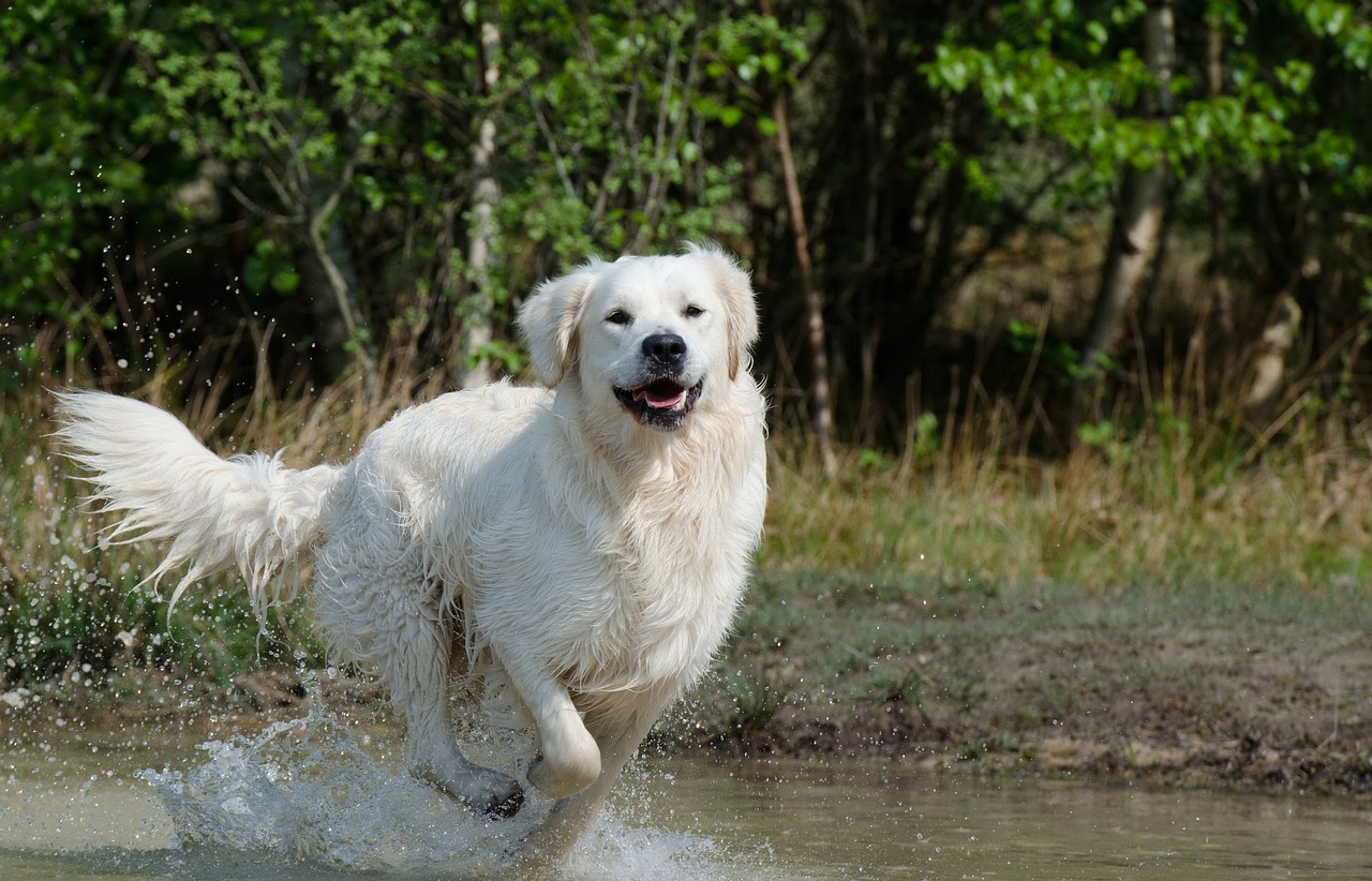 12 Most Adventurous Dog Breeds: We Countdown The Dogs That Are Always Up for an Adventure