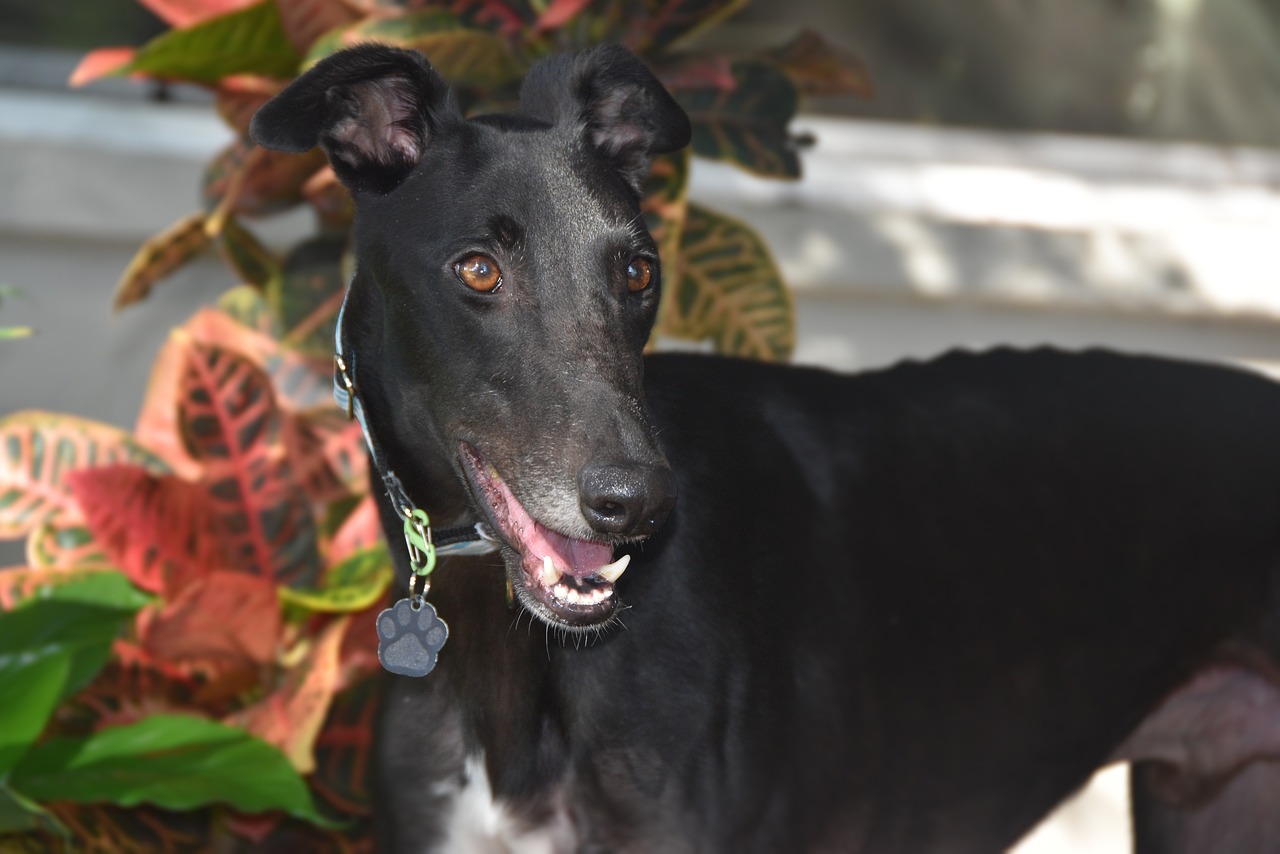 Greyhound Colors: 7 Stunning Variations with Pictures