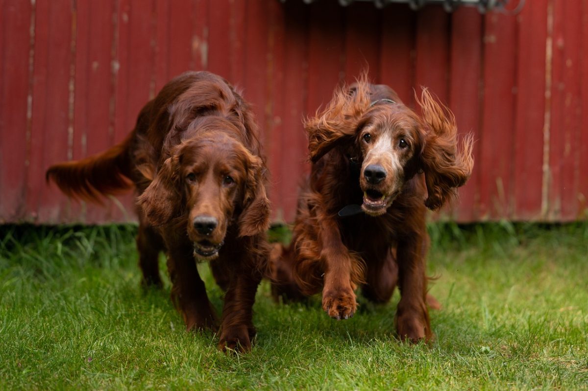 Ultimate 13 Dog Breeds That Are Made Of Pure Happiness