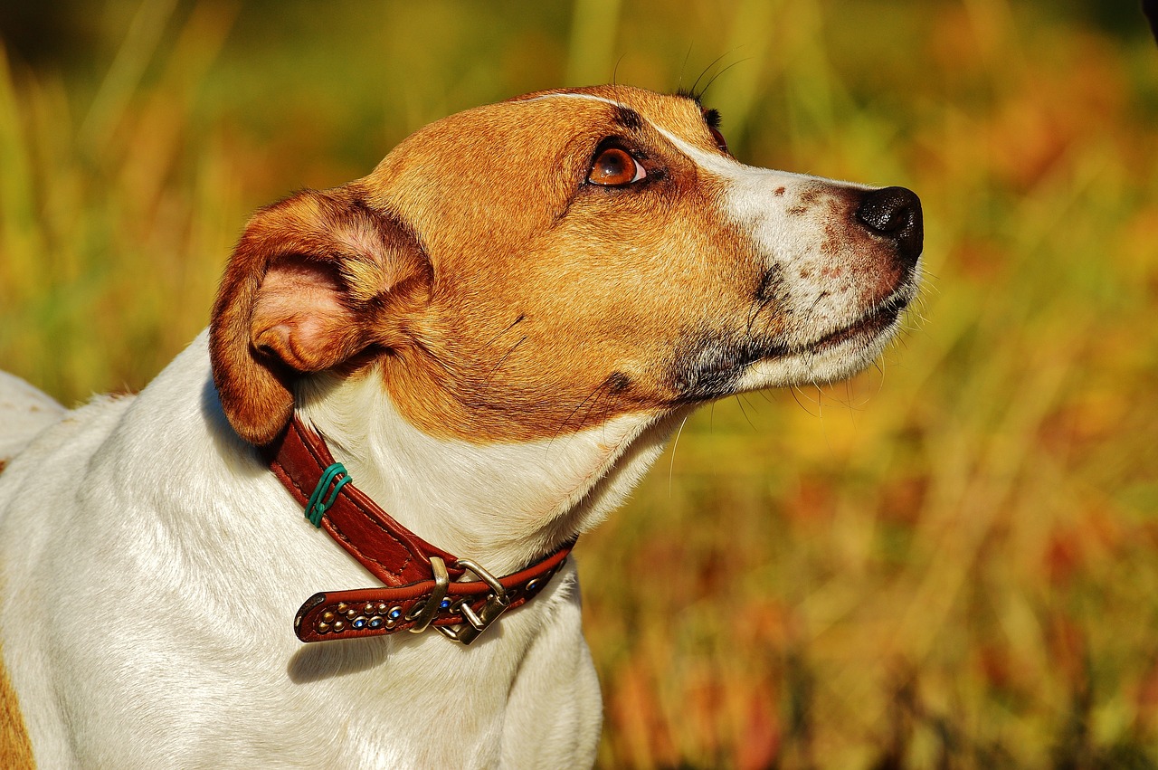 7 Crazy Things That Are Perfectly Normal for Jack Russell’s