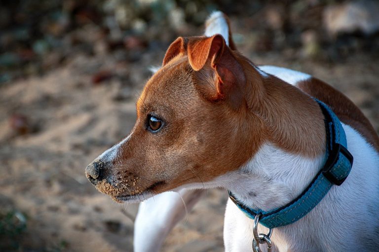 7 Crazy Things That Are Perfectly Normal For Jack Russell’s → K-9 