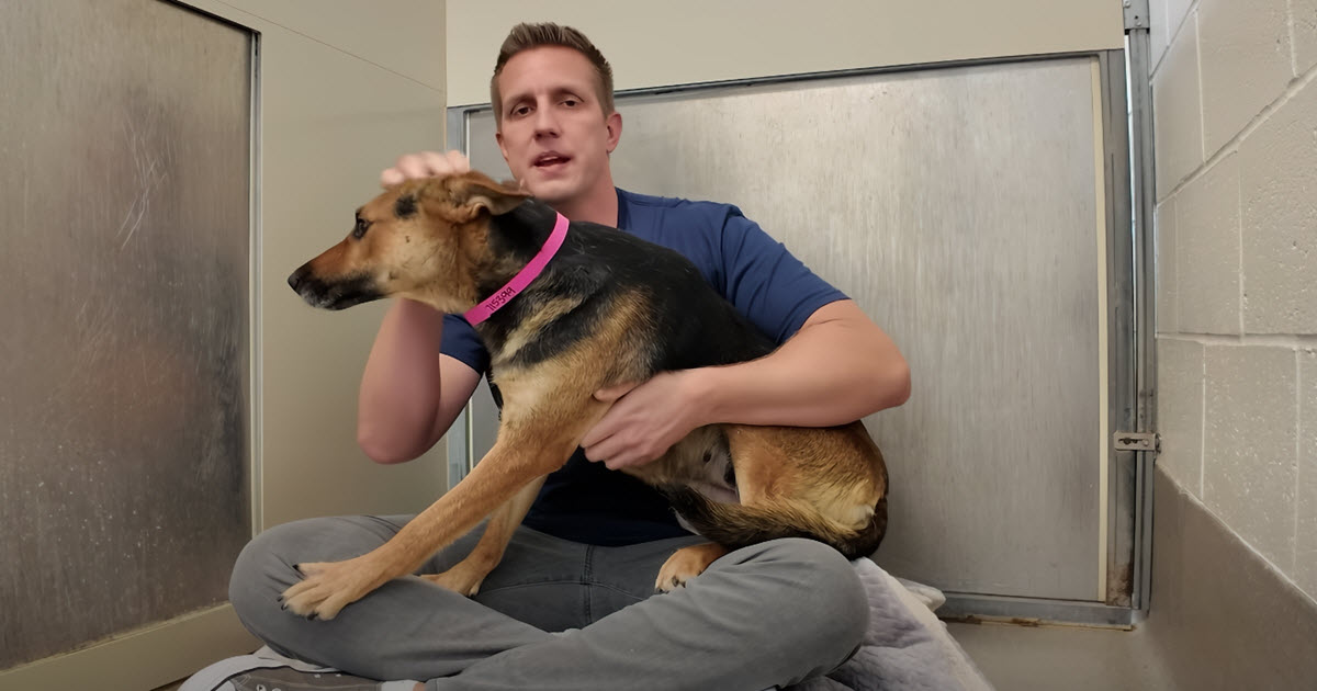 Miniature German Shepherd Abandoned In Home Depot Parking Lot, Hears “Good Girl” for the First Time thumbnail