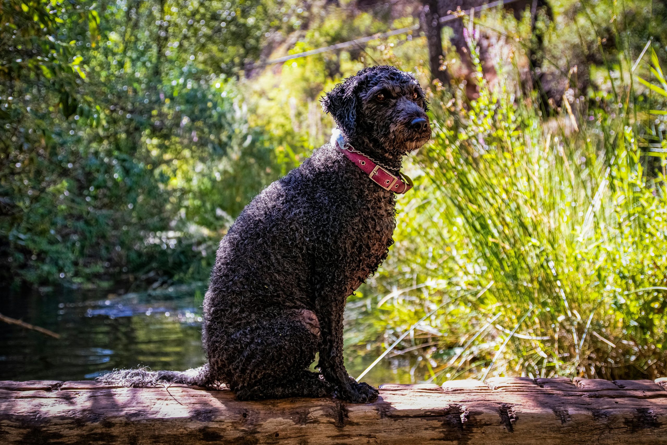 12 Best Water Dog Breeds: We Countdown The Dogs That Love To Swim