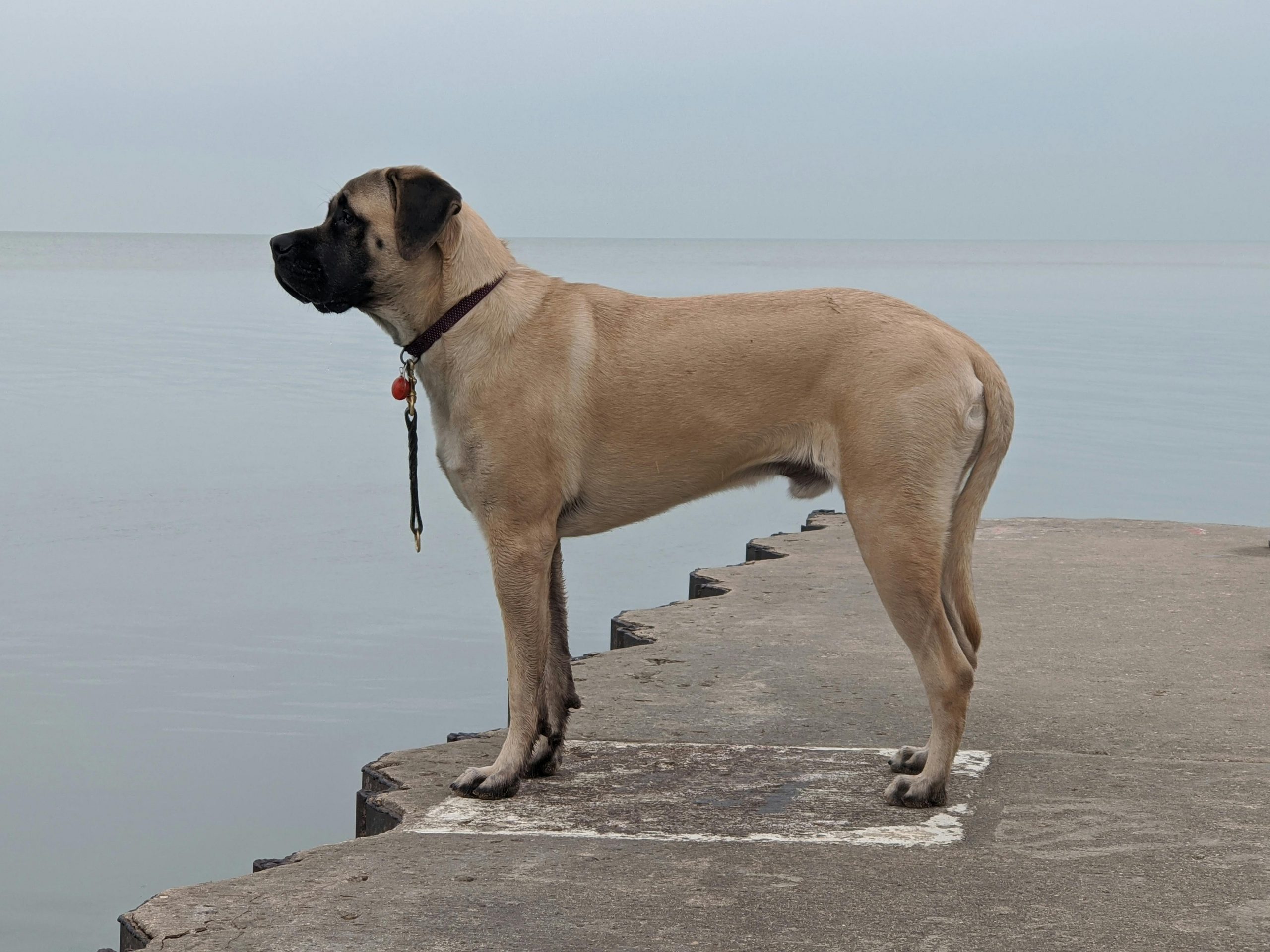 7 Crazy Things That Are Perfectly Normal For Mastiffs