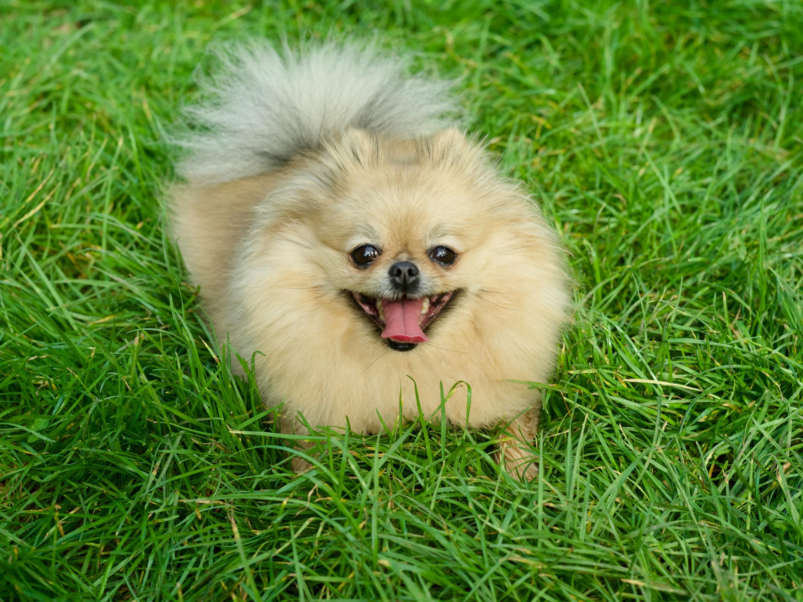 Top 10 Small Dog Breeds for Seniors Looking for a Lap Companion