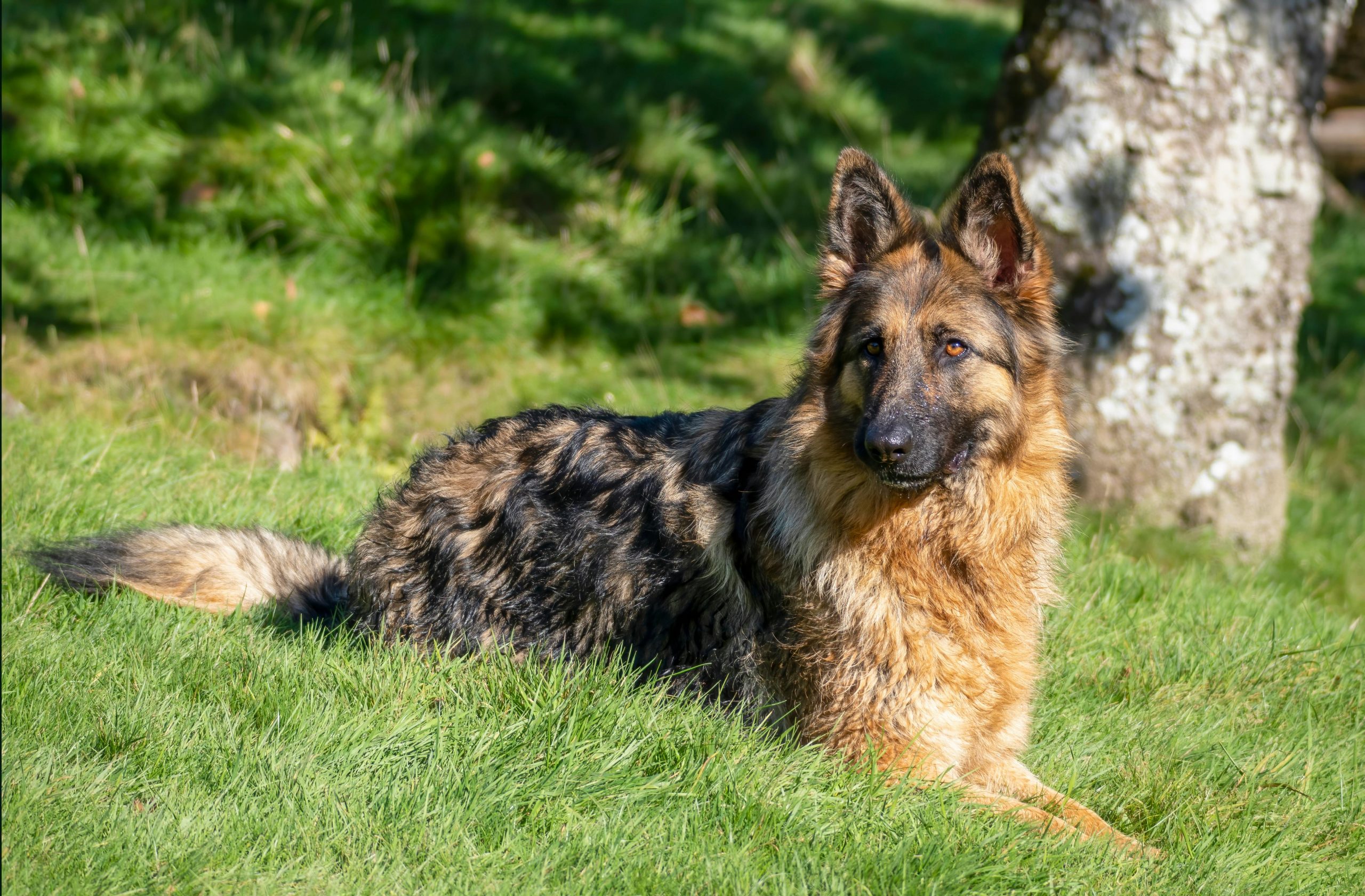7 Crazy Things That Are Perfectly Normal for German Shepherds