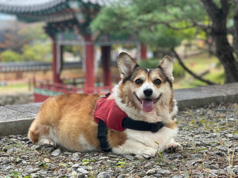 Corgi Colors 2026: Every AKC-Recognized Shade for Pembrokes and ...