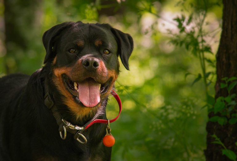 All Color Rottweiler Rottweiler Colors 2026: 7 Stunning Variations with Pictures ...