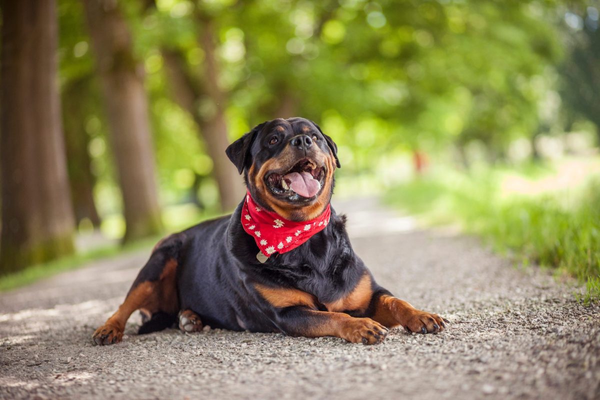 Rottweiler showing calm, loyal strength with stead, reassuring focus.