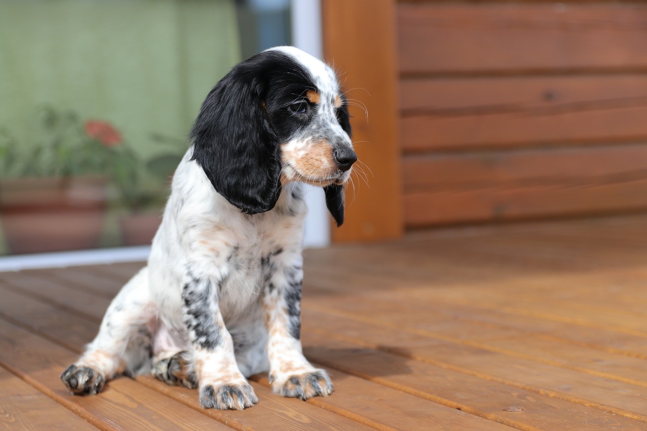 Cocker Spaniel Colors: 7 Stunning Variations with Pictures