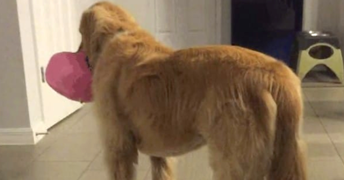Family Adopted Foster-Dog Even When Vet Cautioned Them That He Was Mentally Challenged