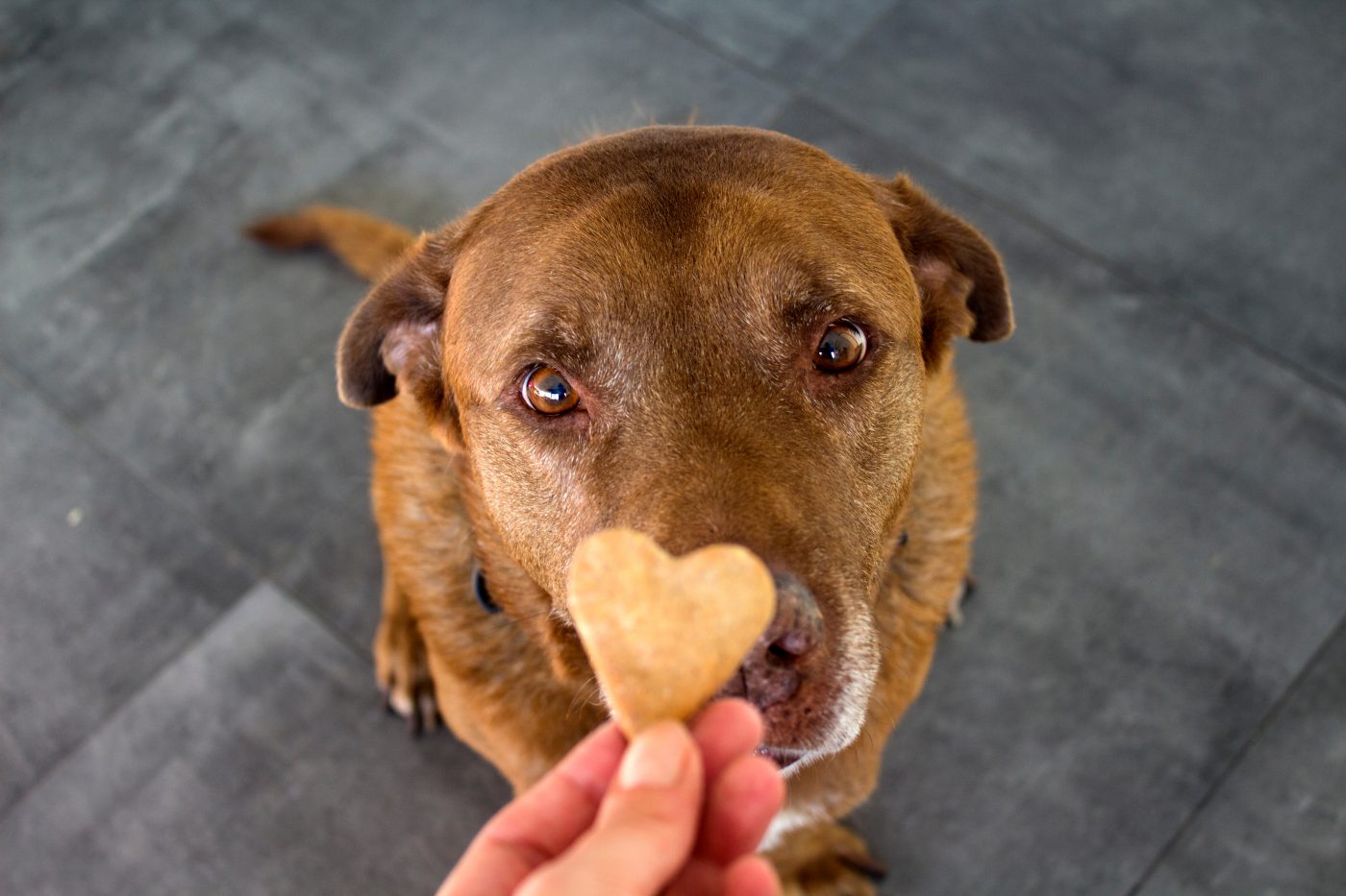 online dog training