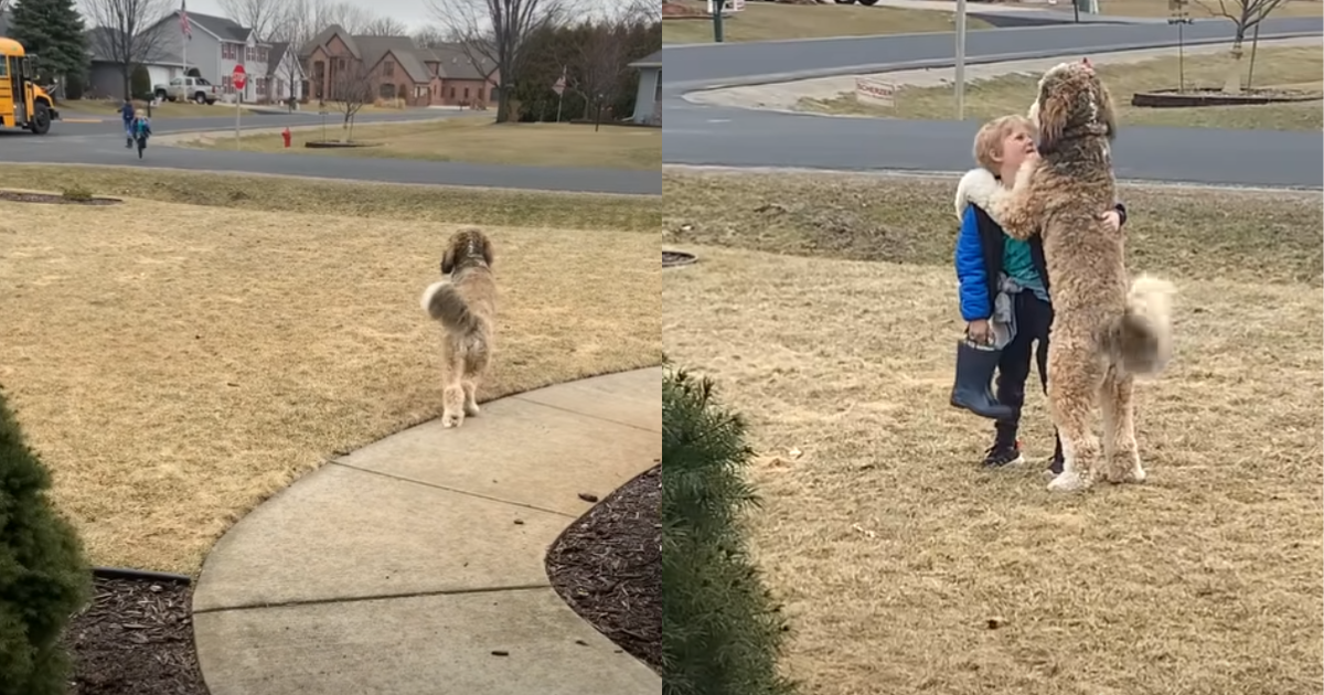 Bernedoodle Patiently Waited For His Little Brother After School, Wins Over The Internet