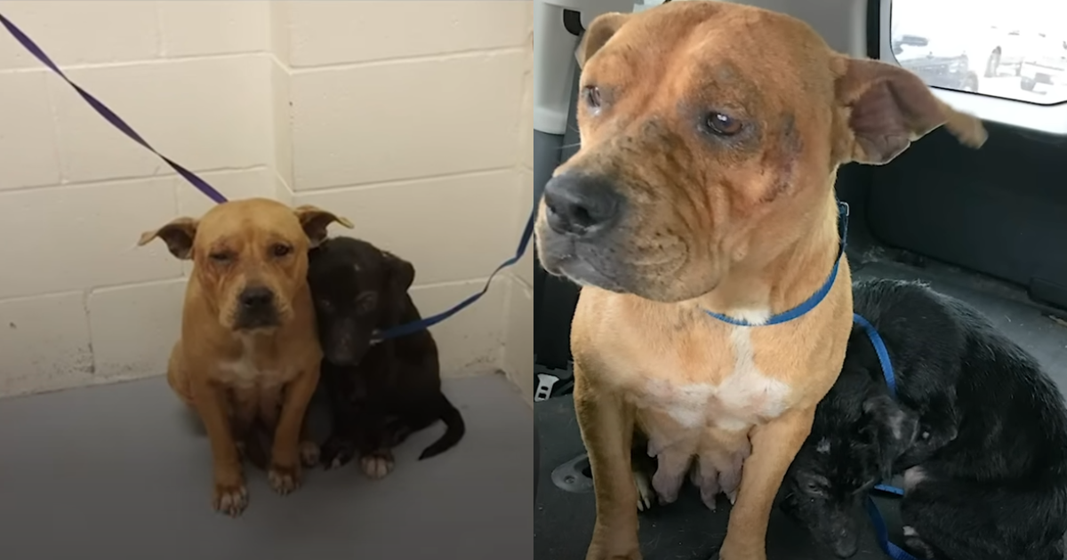 You are currently viewing Abandoned pit bulls find comfort and a new start in an animal shelter