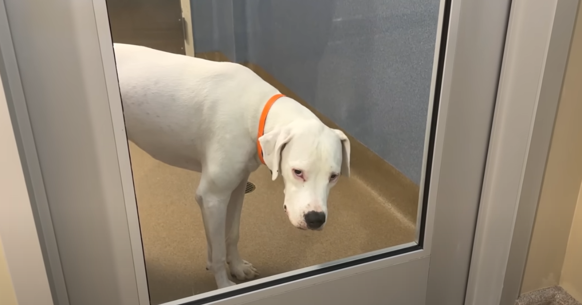 Devoted Dog Awaits Return by Shelter Door, then an Astonishing Event Unfolds