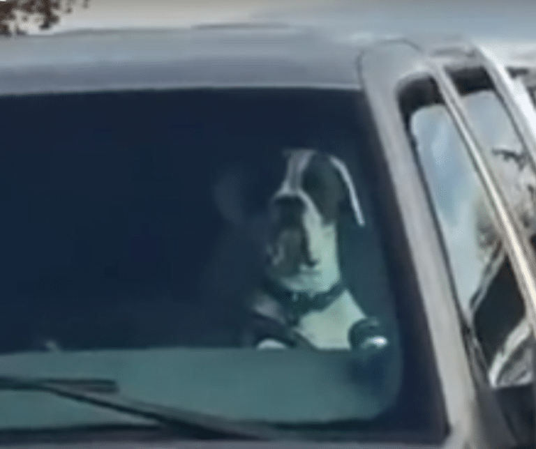 Impatient Dog Causes Commotion by Honking Car Horn to Get Owner's Attention