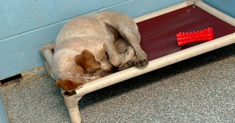 Bonnie and Clyde - bonded dogs in shelter