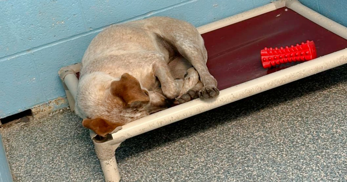 Dog ‘Cried’ Herself To Sleep When Her Brother Gets Adopted