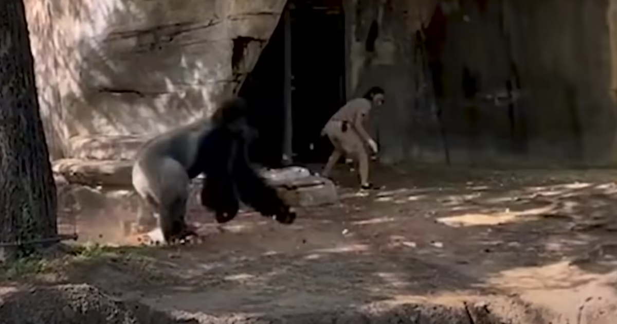 Wild Viral Video Captures Zookeepers’ Harrowing Encounter with Silverback Gorilla at Fort Worth Zoo