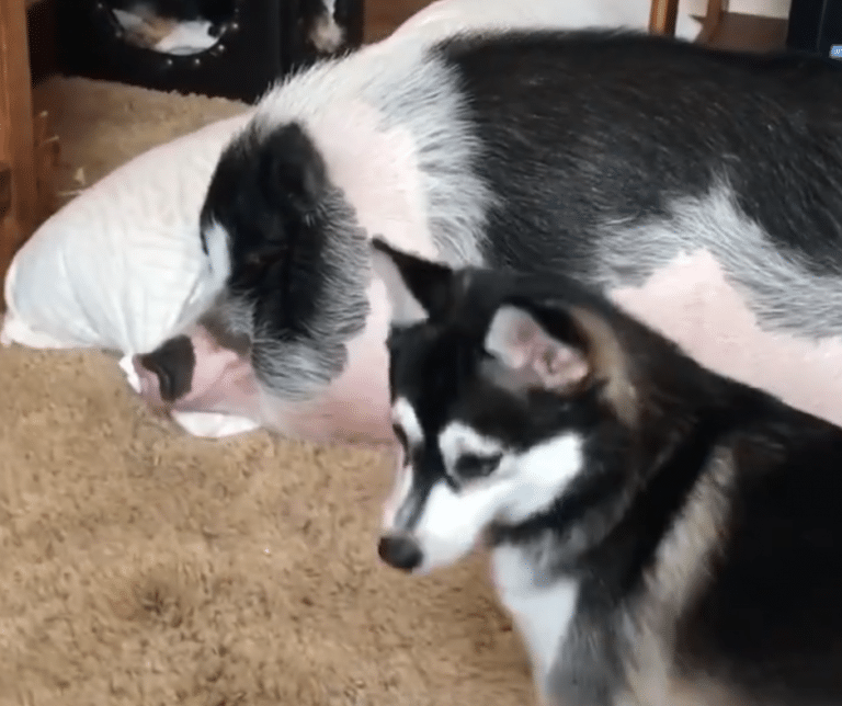 Determined Husky Refuses to Give Up on Playing with His Sleeping Pig