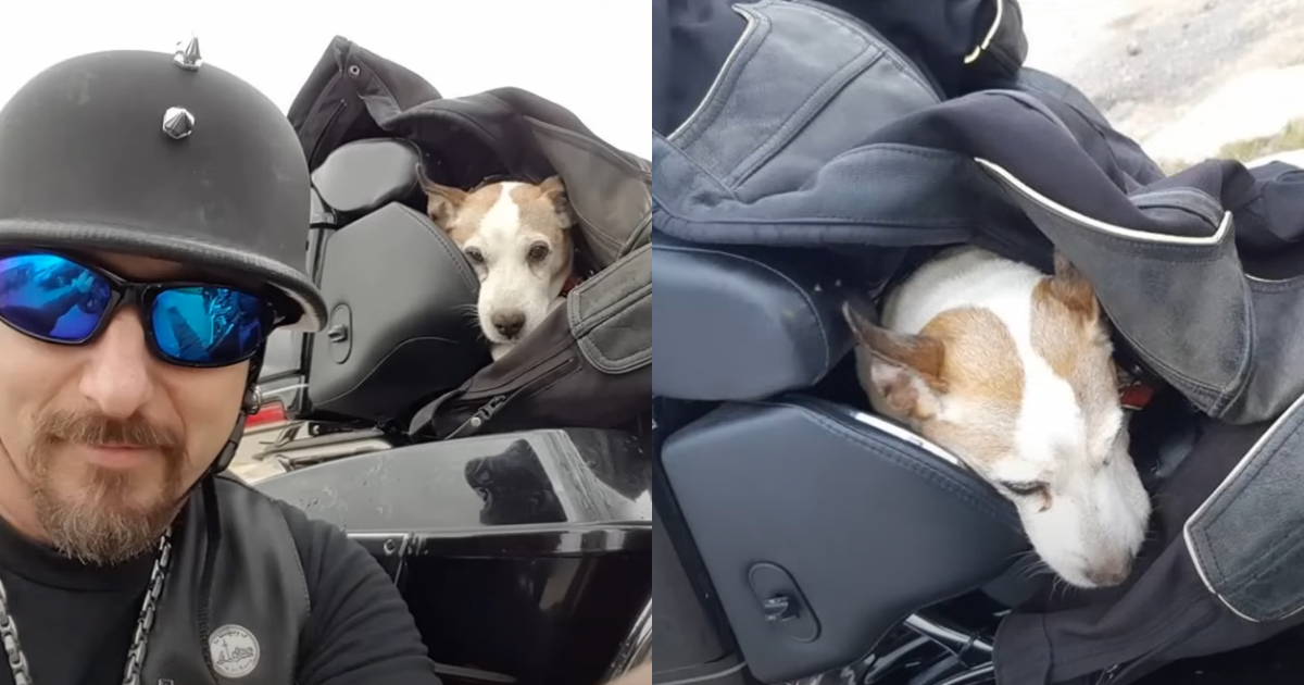 Biker Hero Saves Abused Dog on Highway, Making Him His Loyal Co-Pilot thumbnail