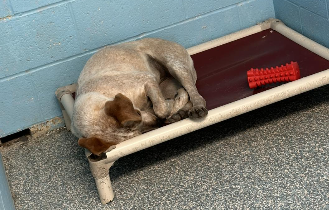 Bonnie sad after Clyde adoption