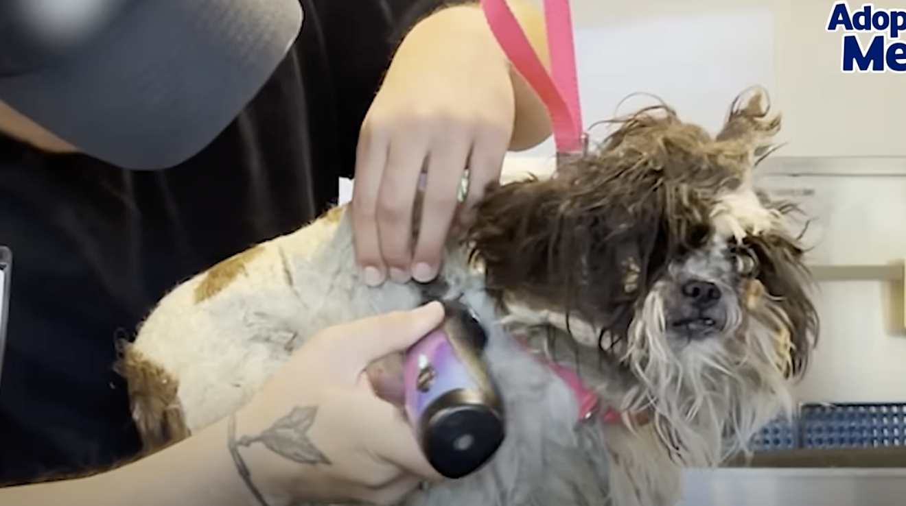 Dog With Painful Mats Receives Transformative Makeover And New Beginning dog-with-painful-mats-receives-transformative-makeover-and-new-beginning