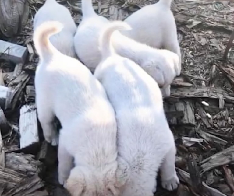 Stray Mother Dog Desperately Chases Truck to Stay With Her Puppies ...