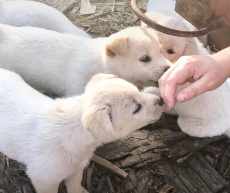 Stray Mother Dog Desperately Chases Truck to Stay With Her Puppies ...