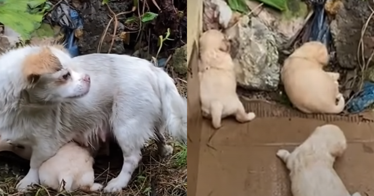 ‘Starving’ Mama Dog Tried To Keep Her Crying Babies Warm in the Rain thumbnail