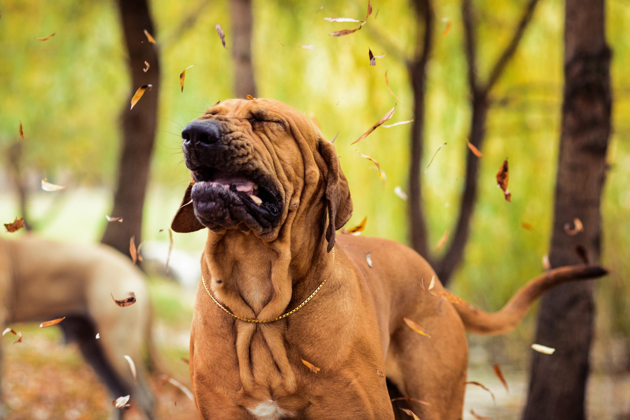 environmental allergy dog