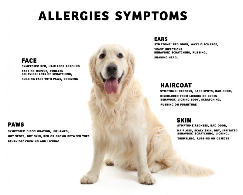 dog allergy inforgraphic