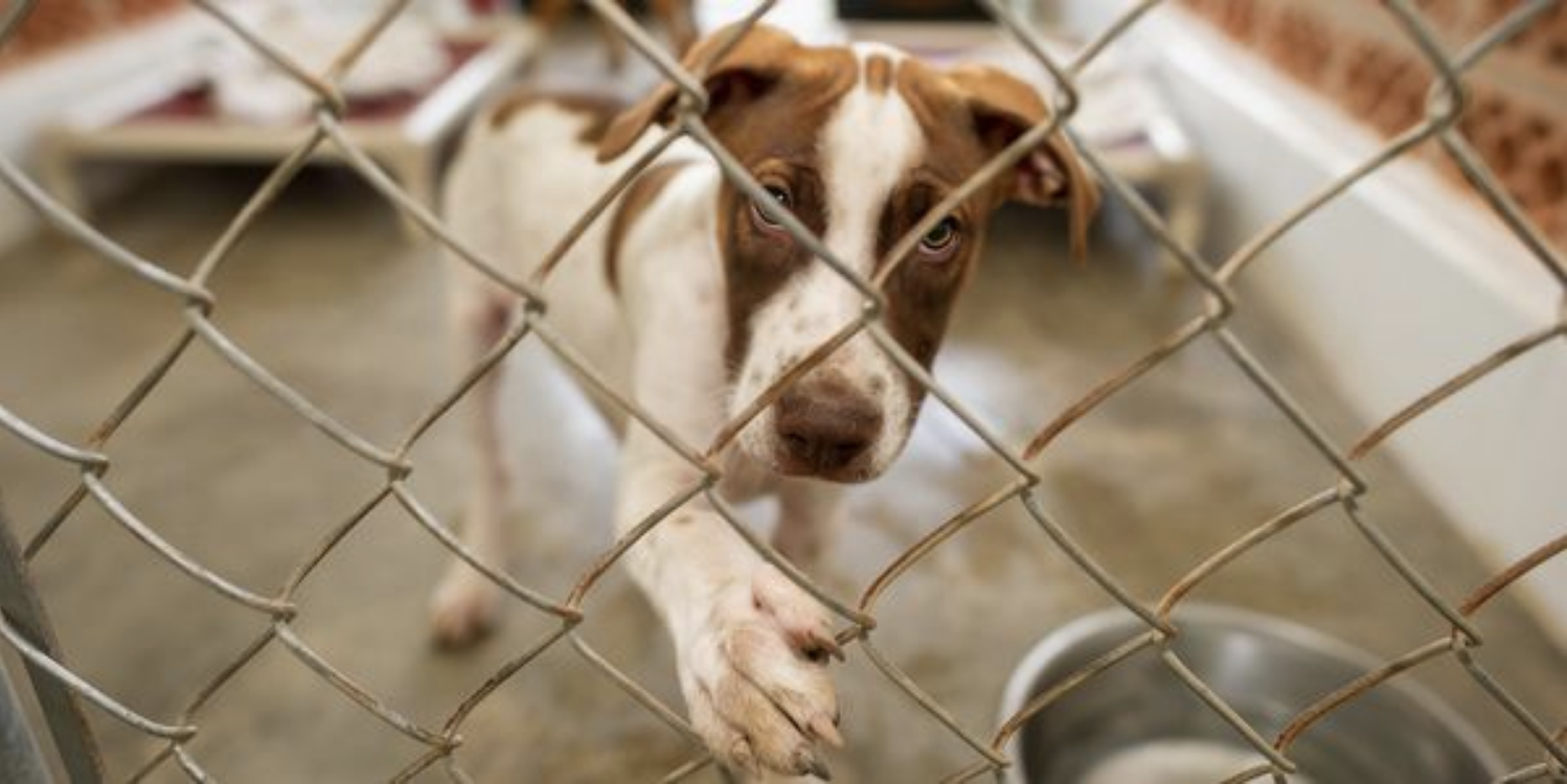 Stop Canada From Banning International Dog Rescue!