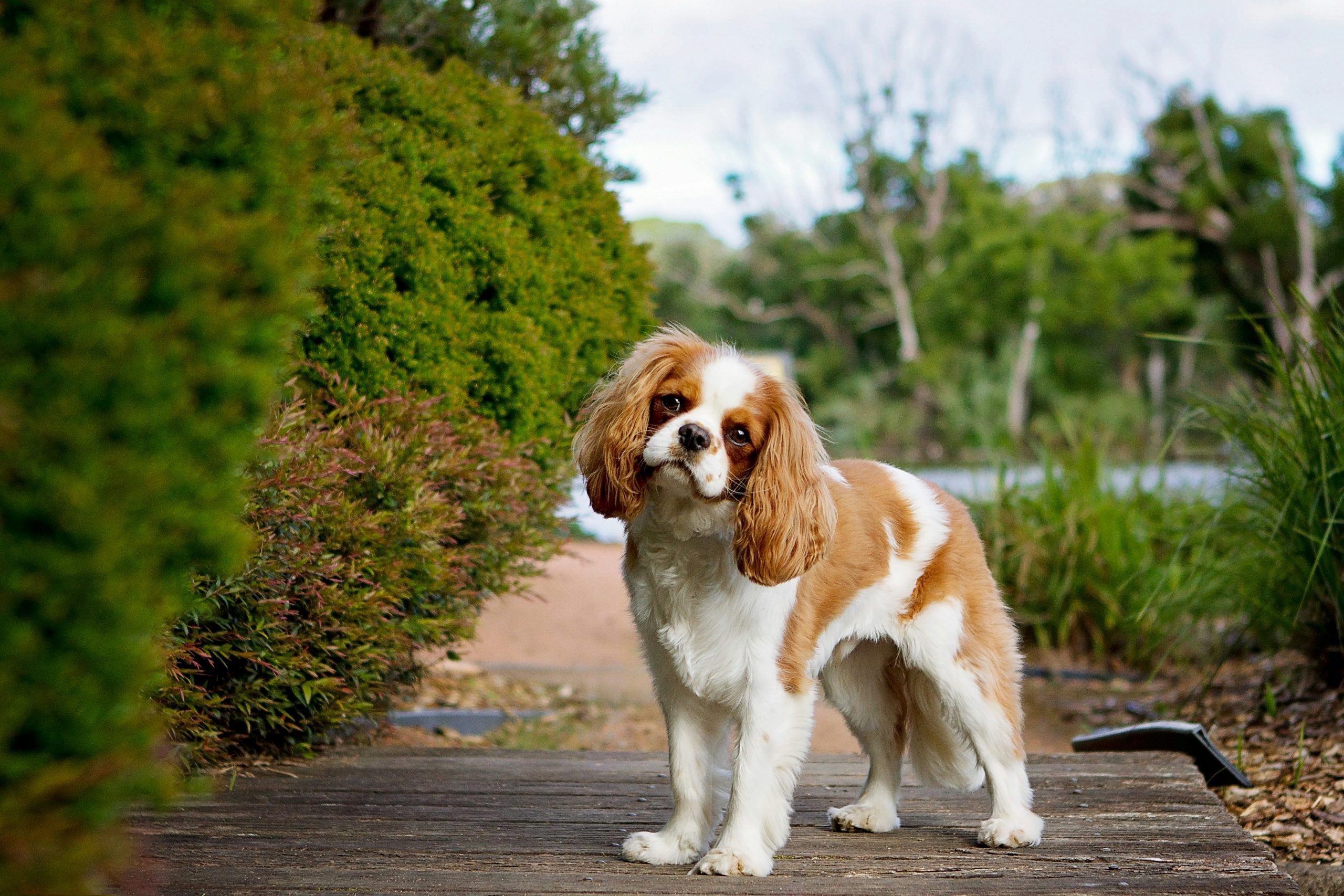 6 Signs You Are Your Cavalier’s Favorite Human