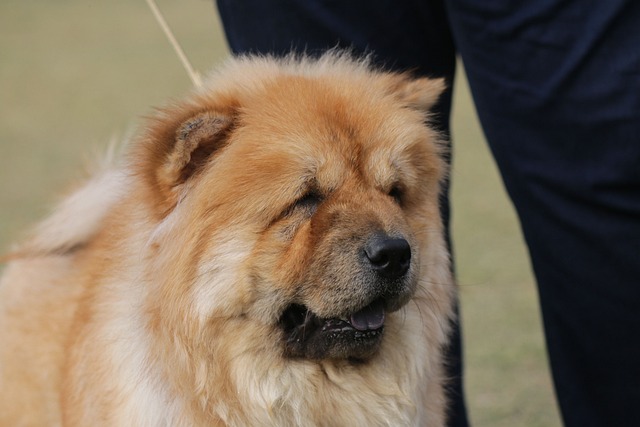 6 Signs You Are Your Chow Chow’s Favorite Human thumbnail