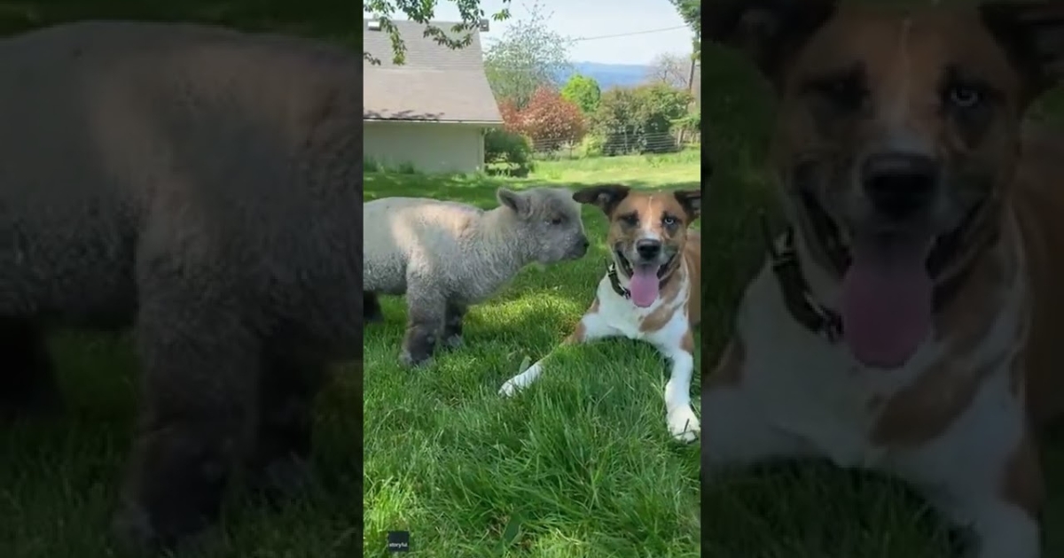 Lamb Feels Sad After Mom Rejects Her, But a Dog Steps In to ‘Adopt’ Her”