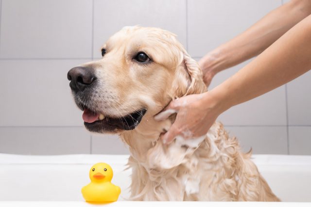 Dog getting a bath grooming