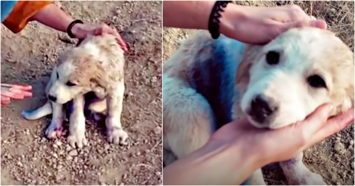 ‘Traveling’ Couple Finds Puppy On Mountain That Was Covered In Blue Spray Paint thumbnail