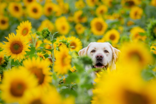 dog allergy Calendula sunflower