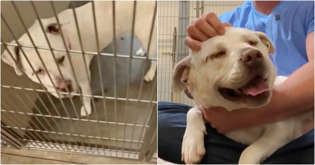 When Blind Deaf Dog Responds To Someone Loving Her